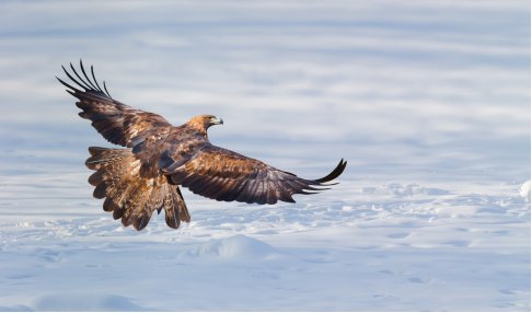 形容坚定信念的诗句