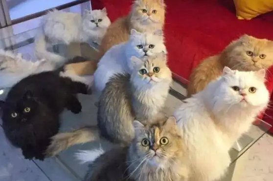 金华7只小猫全神贯注看《猫和老鼠》画面很治愈，它们真的能看懂吗？