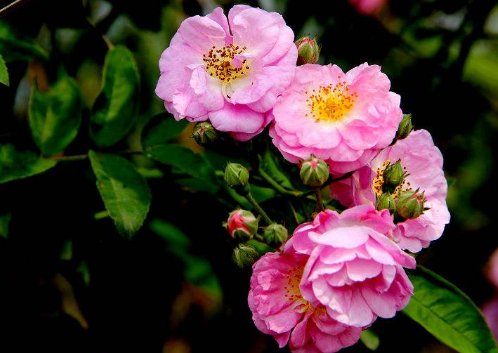 一天中按时间开的有什么花?