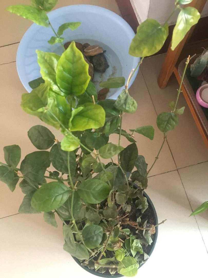 白蝴蝶枝条过于凌乱，应该如何修剪？