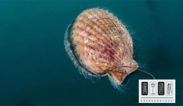 扇贝会游泳吗，求助