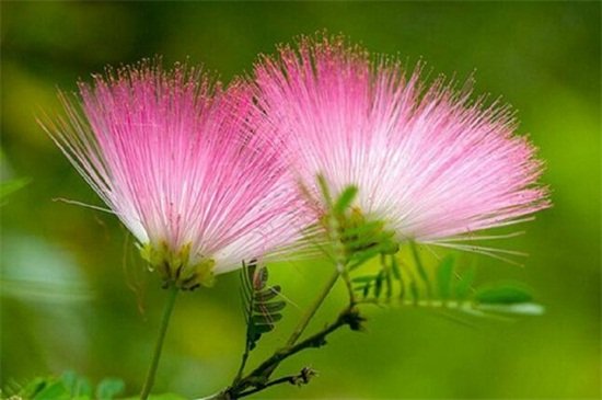 合欢花什么时候开 合欢花的花期和花语