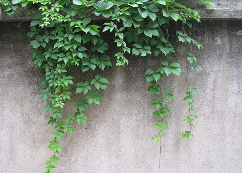 菩萨蛮·蕊黄无限当山额的注释译文