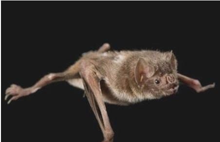 这是什么品种的蝙蝠？