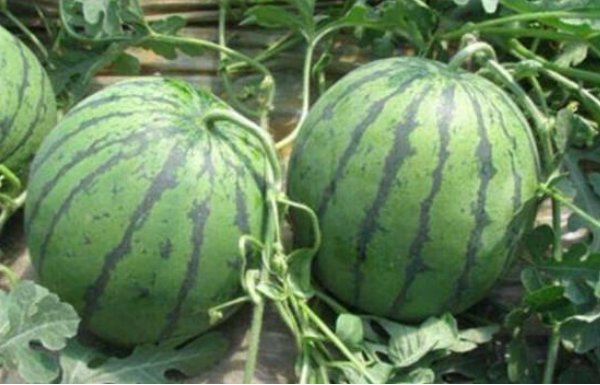 西瓜品种十大排行榜