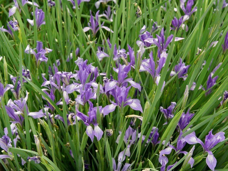 矮紫苞鸢尾和马蔺一样吗？