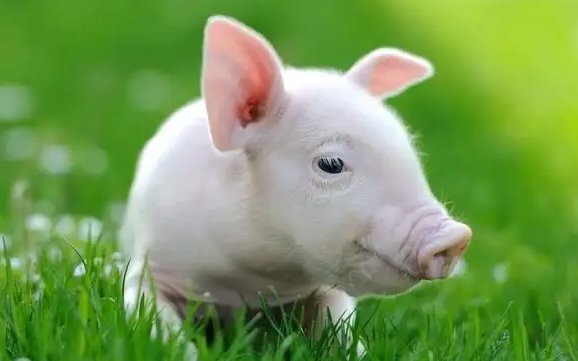 恸哭流涕打一动物