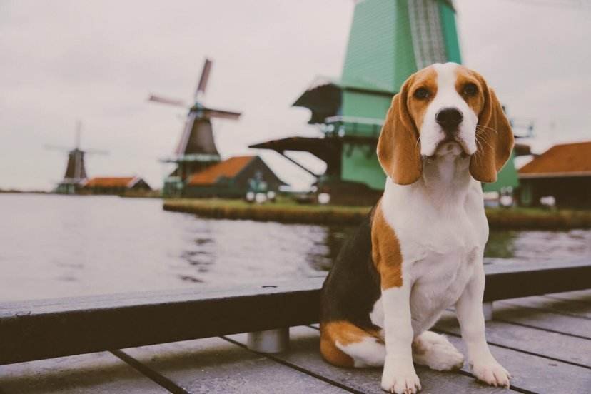 对狗趁主人睡觉偷吃的行为，主人有何回应？