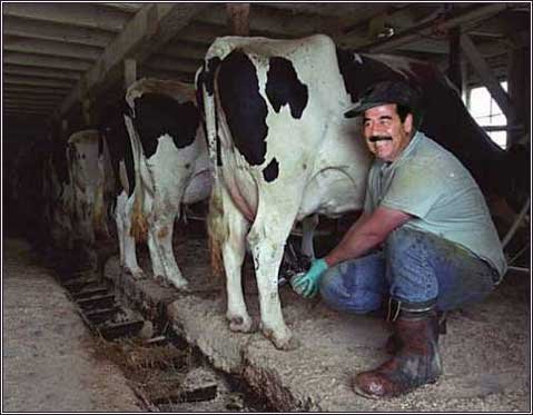 虎落平阳被犬欺的典故