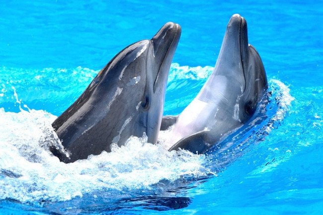 为什么海豚象征爱情？
