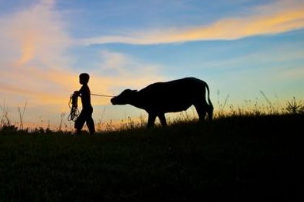 童子柳阴眠正着,一牛吃过柳阴西诗意是什么？