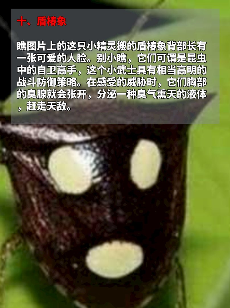 长着人脸的动物，见过的都惊呆了