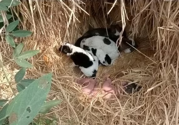 印度弃婴在小奶狗们的依偎中存活下来，这些小奶狗是如何照顾弃婴的？