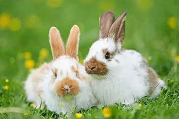 女羊配什么属相最好