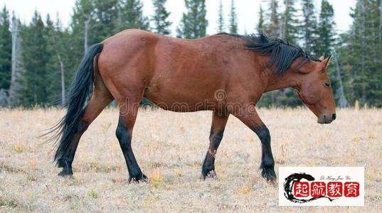 种马男有那几种表现