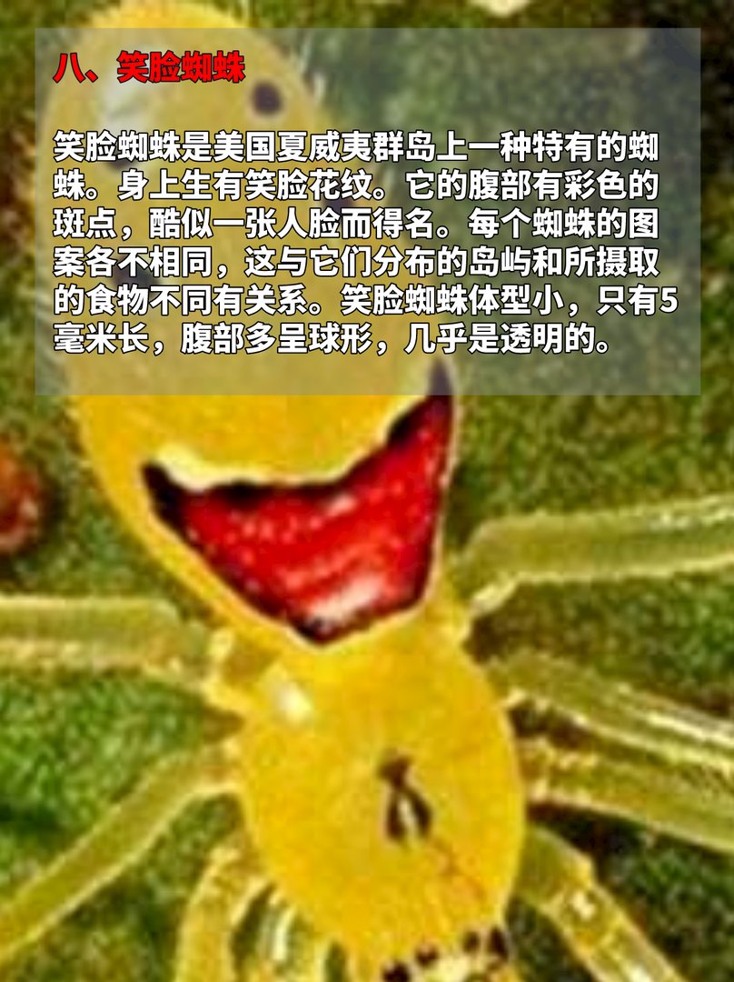 长着人脸的动物，见过的都惊呆了