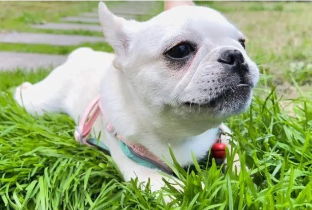 懵头转向是什么生肖