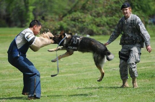 我就很好奇,警犬知道他是警犬吗?