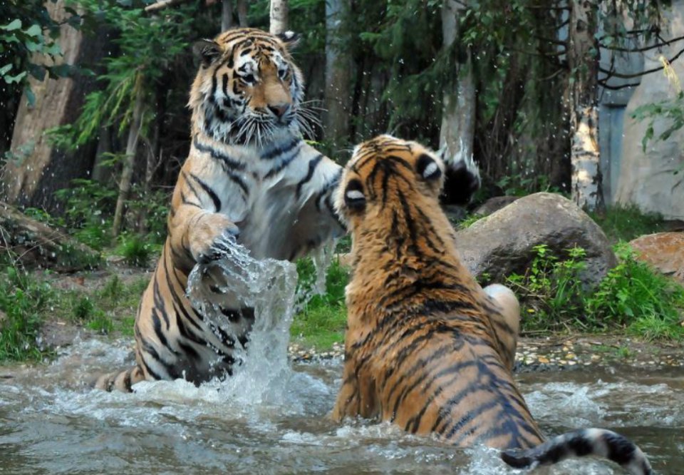 被东北虎拍碎车窗亲历者发声，真的非常害怕！当时有多惊险？