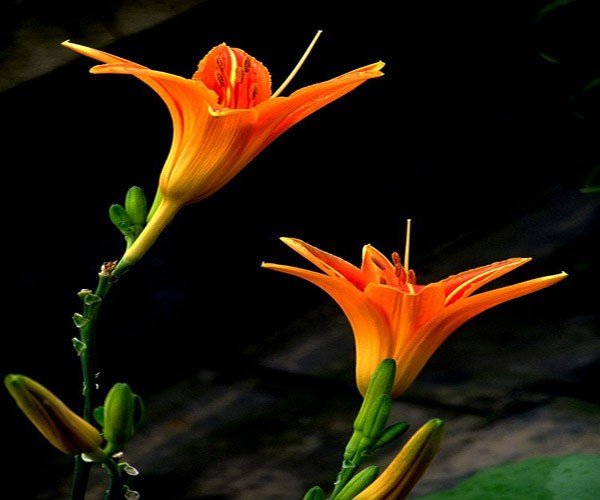 李清照词中的“人比黄花瘦”中所写的黄花是指什么花？