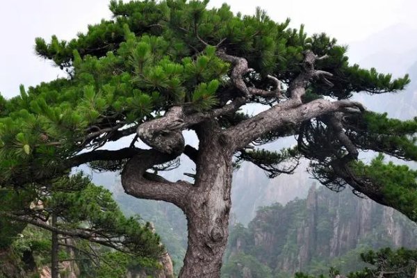 黄山四绝哪四绝指的是哪些