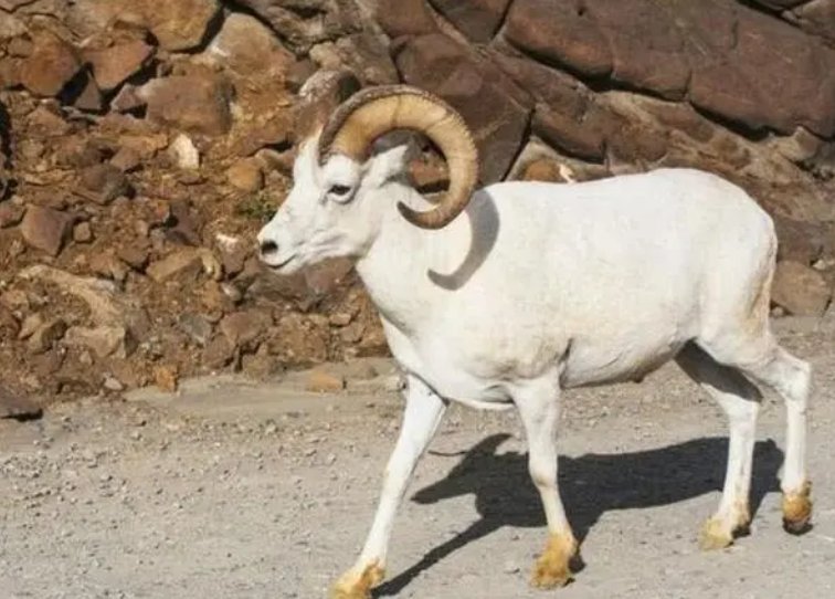 鱼水之情指的什么动物