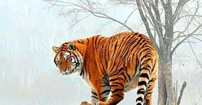 被东北虎拍碎车窗亲历者发声，真的非常害怕！当时有多惊险？