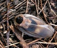 求黑翅死人头蟑螂科普