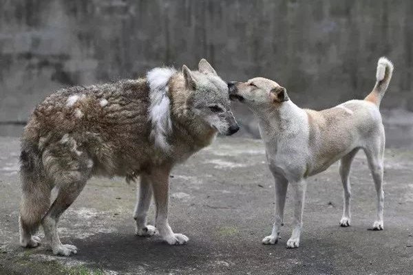 动物园以狗补狼的这种行为，动物园方是如何回应的？