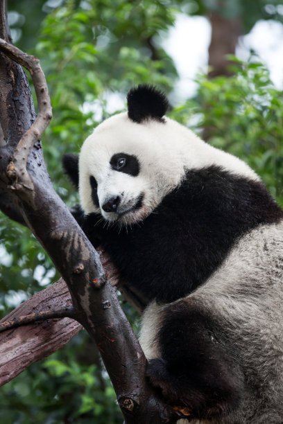 中国大熊猫在北欧玩雪，它们能适应当地的气候吗？