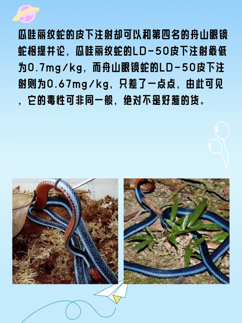 丽纹蛇：国内吃眼王第一蛇？