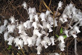 “水晶兰”为何称为死亡之花？