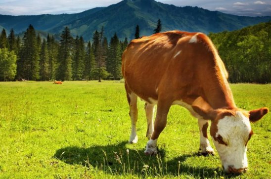 鼓足干劲解一生肖