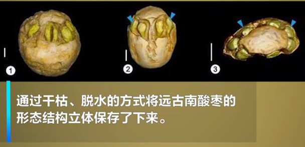 1500万年前的枣被发现，研究化石，到底有啥意义？