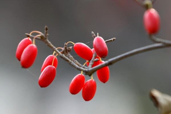 重阳节人们喜欢佩带茱萸，这是因为茱萸有什么功能？