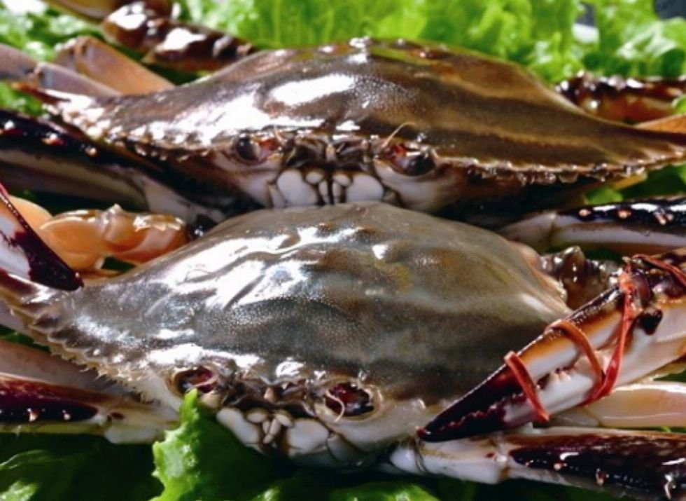 螃蟹断脚能生长吗？