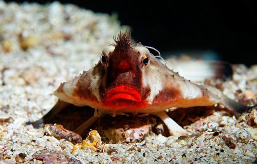 盘点十大最怪异海洋生物 还记得奥特曼里面的怪兽吗