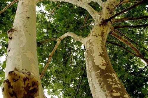 为什么会有“梧桐树上落凤凰”这样的说法？