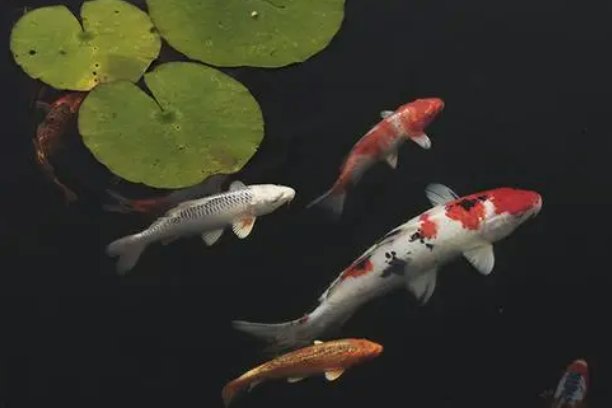 鱼水之情指的是什么动物