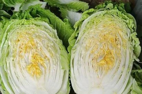 胶菜是什么意思