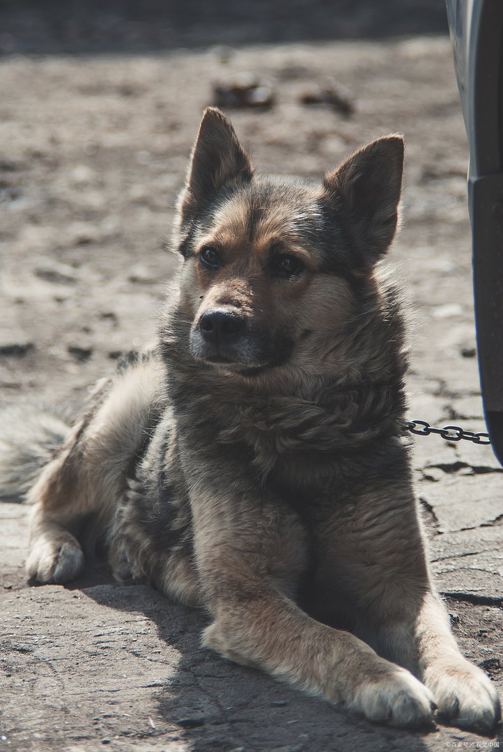 老公不喜欢我养狗，养狗以后夫妻矛盾多，该为了婚姻而放弃自己的宠物？