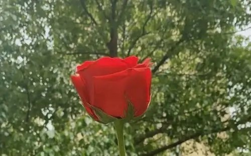 杭州退伍大学生自费准备上百朵应急玫瑰，他们做这一举动的初衷是什么？