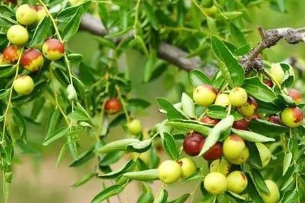 铁杆庄稼之称的植物是