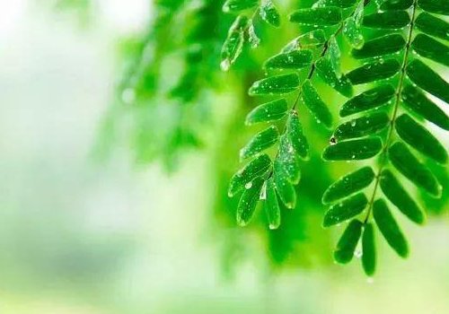 2020年上海什么时候出梅？