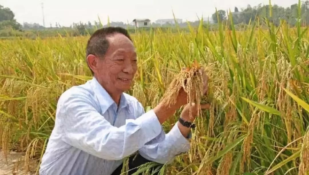 中国人吃的最多，产量最大的东北大米是不是袁隆平搞