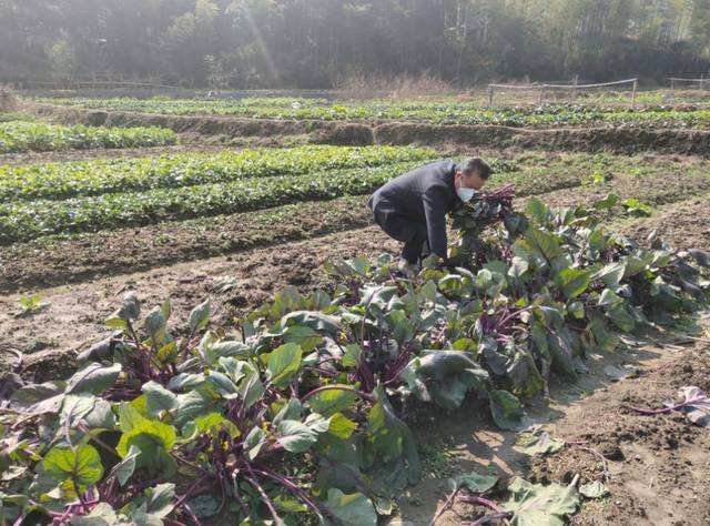 石家庄一对老人偷菜被发现，他们是否会被处罚？