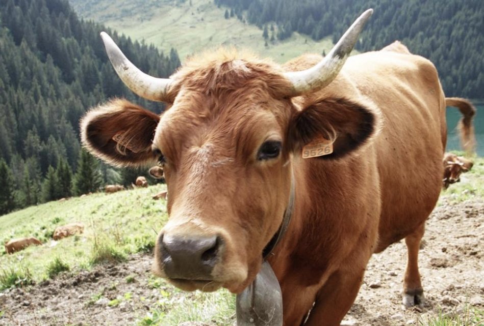 节俭力行解什么生肖