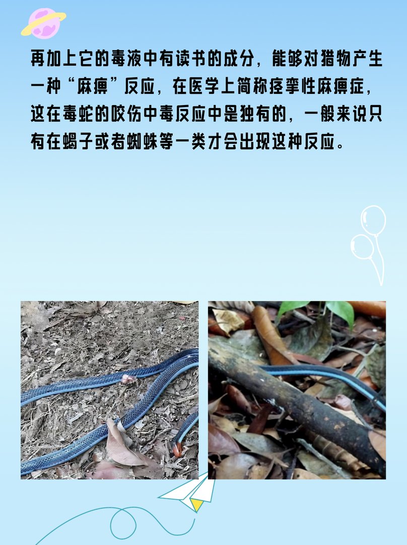 丽纹蛇：国内吃眼王第一蛇？