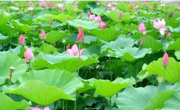 菡萏和荷花的区别是什么？