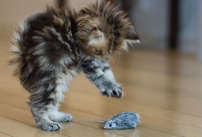 屎滚尿流的解释